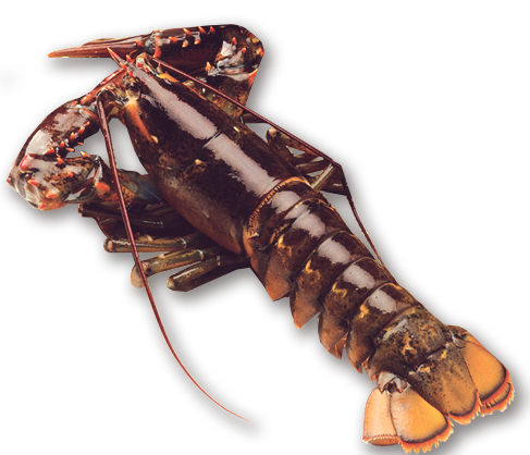 [LL-05] ライブ ロブスター（450-530g）x 1