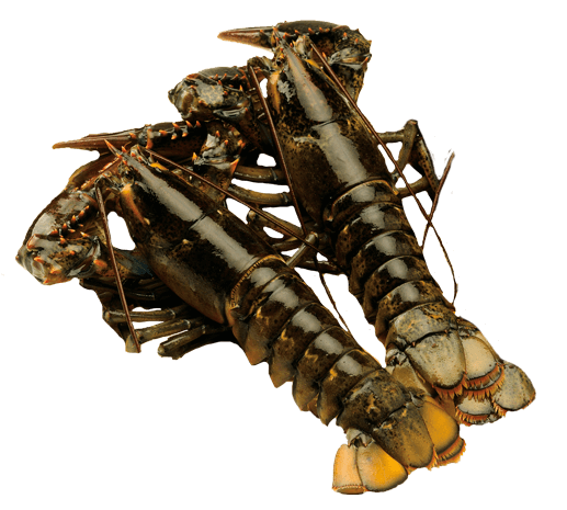 [LL-21] Live Lobster L size (530-580g) x 2
