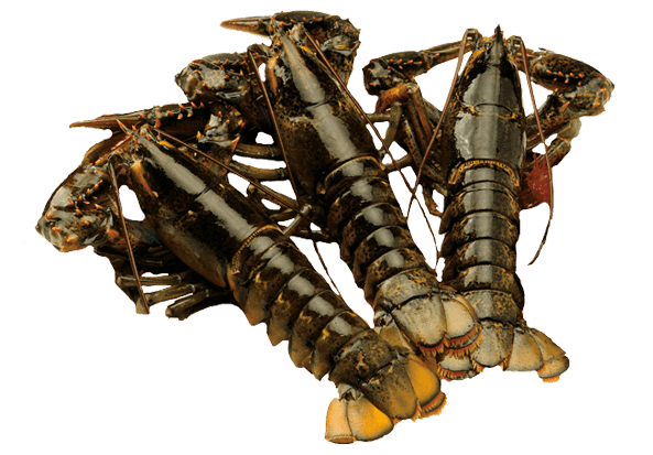[LL-01] Live Lobster S size (450-530g) x 3