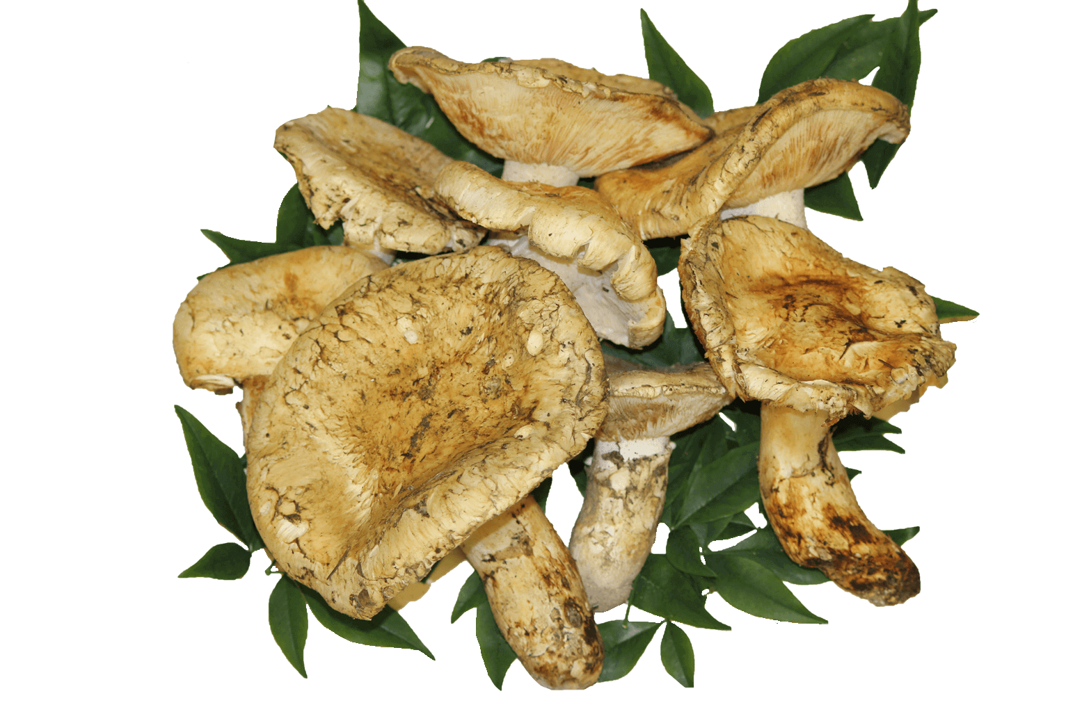 SEABORN CANADA Canadian groumet food Based in Vancouver, BC